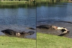 Alligators battle on North Carolina golf course, North Carolina news, alligators battle on north carolina golf course, Alligators