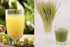 Amla Juice Vs Wheatgrass Juice for Fatty Liver Amla Juice Vs Wheatgrass Juice for Fatty Liver