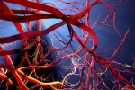 Blood Vessels Stretch exercises, Blood Vessels Stretch, how far can blood vessels stretch if laid out end to end, Gift