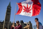 Canada, Recreational, canada senate legalizes recreational marijuana, Marijuana