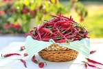 chili powder weight loss, chillies metabolism, chili peppers help burn away the fat, Urdu