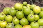 Guava bad for whom, Guava bad for whom, who should be careful with guava, Irritable bowel syndrome