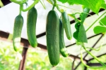 Cucumber hack, Cucumber latest breaking, hack to grow cucumber is going viral for all the right reasons, 2020