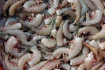 Indian, shrimp from Kerala, indian shrimp faces threat of ban in u s, Al hilal