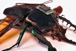 Robotized Cockroaches benefits, Robotized Cockroaches articles, insects robotized to hunt for survivors in a collapsed building, Robotized cockroaches