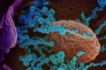 Lambda variant in countries, Lambda variant serious, all about the new lambda variant of coronavirus and its symptoms, Chile