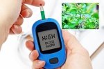 Blood Sugar Levels maintanence, Blood Sugar Levels study, how to maintain blood sugar level to boost immunity, Joint pains