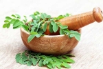 Moringa in diet, Moringa breaking news, is moringa a must have in your diet, New