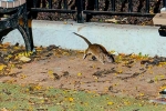 New York latest trend, Rodents in New York, must experience trend in new york city, Rats tourism