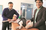 NRI treats his pet Dog in India, NRI comes India for surgery of his pet, nri visits india for pet surgery, Medical tourism