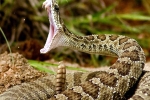 Snakes Bite in North Carolina, Carolinas Poison Control Center, snakes bite cases quadruple in north carolina, Michael beuhler