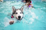 Dog Fitness suggestions, Dog Fitness research, how can swimming boost your dog s fitness, Memories