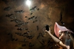Wuhan CDC documentary, Wuhan CDC study, a sensational video of scientists of wuhan cdc collecting samples in bat caves, Wuhan cdc