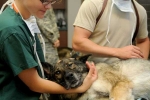 Veterinarians, Veterinarians, working with animals can hurt your mental health study, Cher believe