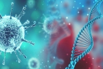 world, D614G, all you need to know about d614g a dangerous mutation of sars cov2, Reinfection