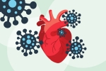 heart muscle, coronavirus, covid 19 can lead to heart complications not found in any other disease study, Relaxations