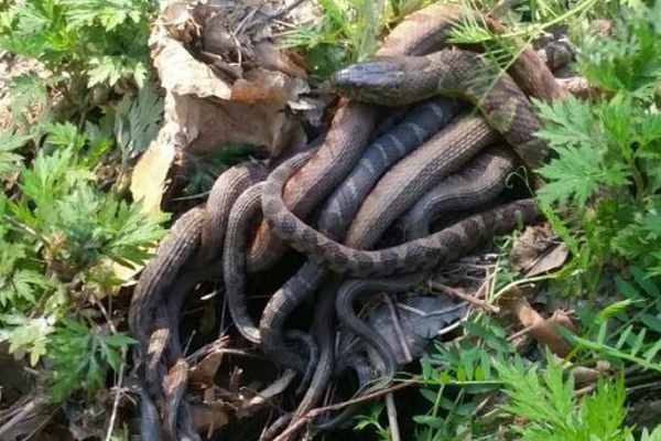 Jogger spots massive ball of snake in North Carolina