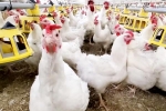 Bird flu 2024, Bird flu new outbreak, bird flu outbreak in the usa triggers doubts, United states