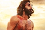 Animal, Karan Johar updates, karan johar heaps praise on animal, Kabir singh