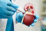 Creatinine Levels, Creatinine Levels maintenance, tips to lower your creatinine levels, Muscle training