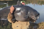 North Carolina man, massive fish, north carolina man reels in massive 112 pound catfish, 112 pound catfish