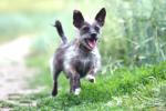 pet insurance, pet insurance, pet insurance for compassionate buddies, Expert advice