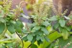 how to use tulsi leaves for hair, tulsi for dandruff, tulsi for skin how this indian herb helps in making your skin acne free glowing, Natural glow
