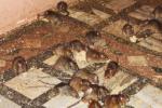 Rats Temple, Rats Temple, temple where rats are protected, Karni mata