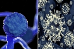 Black Fungus cases, Black Fungus, reasons for the widespread of black fungus in india, Fungus
