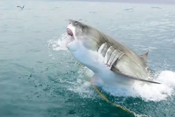 Boy, 11 bitten by shark off North Carolina coast