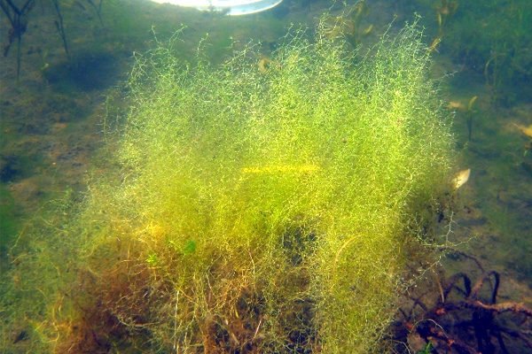 Carnivorous Plants changing life style - Turning Vegetarians},{Carnivorous Plants changing life style - Turning Vegetarians